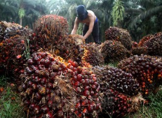 Presiden Jokowi Cabut Larangan Ekspor Minyak Goreng, Petani Sawit Di Riau Ucap Syukur