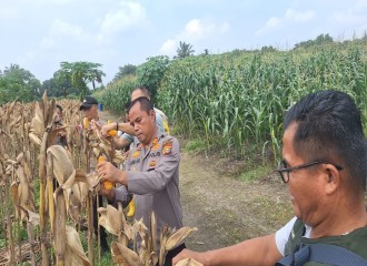 Polsek Payung Sekaki Panen Raya Jagung, Dukung Ketahanan Pangan Di Kota Pekanbaru